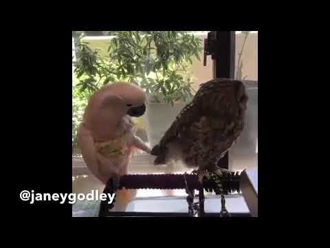 Scary parrot