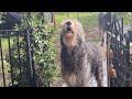 Irish Wolfhounds Howling Irish Wolfhounds Howling