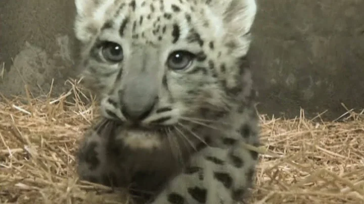 CUTE: Snow leopard cub gets ready for public debut - DayDayNews