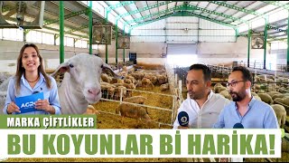 Laktasyonda 1000 Litre Süt Veren Koyun Irkı! Altın Yumurtlayan Lacaune Koyunlar | Marka Çiftlikler