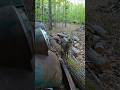 Lucy Lou, hanging out by the old trucks in the forest