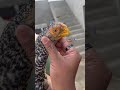 Parrot Beak Aseel Chitra Murgi Parrot Beak Aseel Chitra Murgi