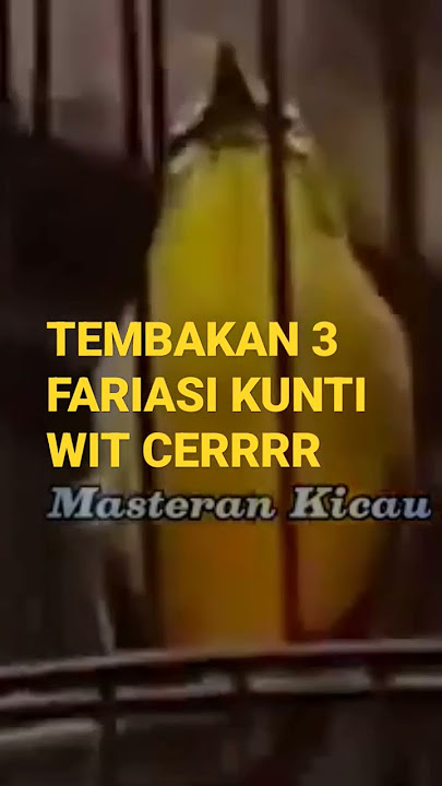 TEMBAKAN 3 FARIASI  KUNTI WIT WIT CERRRR