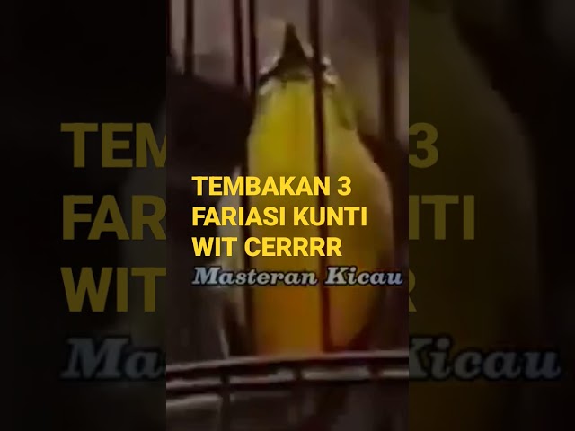 TEMBAKAN 3 FARIASI  KUNTI WIT WIT CERRRR class=