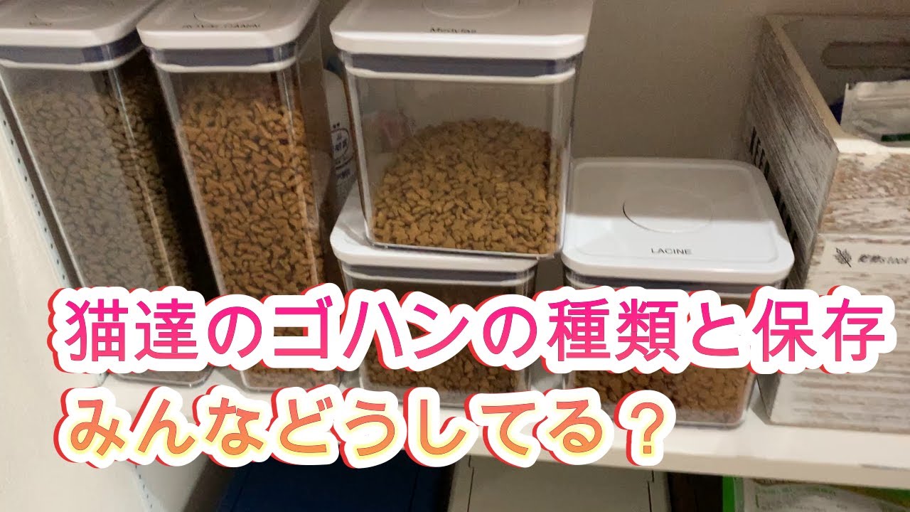 猫の餌の保存方法と餌の種類 - YouTube