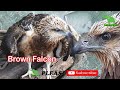 Brown Falcon (Falco Perigord) aka Brown Hawk / Lanka Wild
