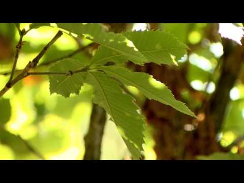 GDS დილა - \"ბოტანიკურ ბაღი'\" ზურა მახარაშვილის სიუჟეტი