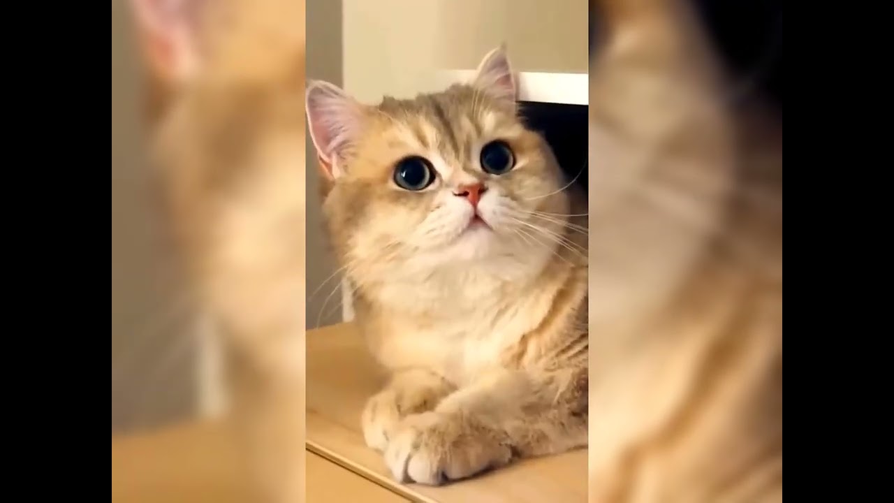 Милые и забавные моменты с котами 2025 года | Подборка видео с котами без нецензурной лексики 