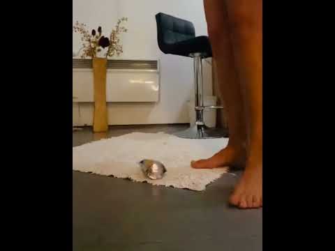 Stomping Capri-Sun#feet #foot #caprisun #barefoot #asmr  #stomping #crushexperiment#asmrcrush