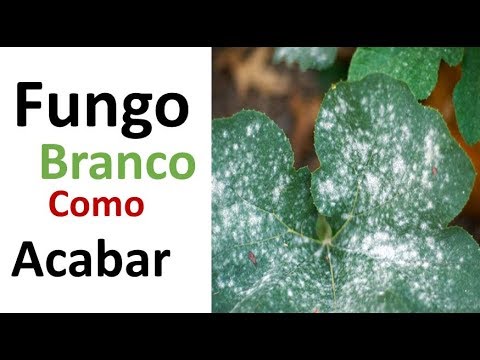 Vídeo: Qual é a coisa branca caindo das árvores?