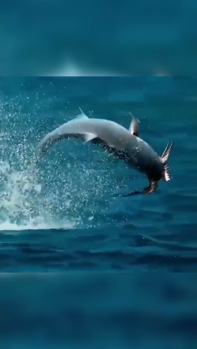 GT fish eat birds 😲😲