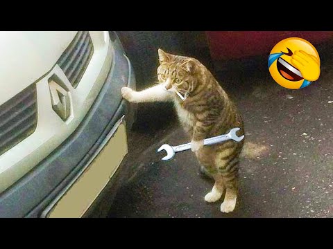 Funniest Dogs And Cats Videos ?? - Best Funny Animal Videos Of The 2021  ?