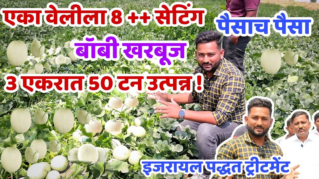 खरबूज लागवड।उन्हाळ्यात पैसाच पैसा।3 एकरात 50+टन उत्पन्न।एका वेलीला 8+सेटिंग। इजरायल पद्धत तंत्रज्ञान