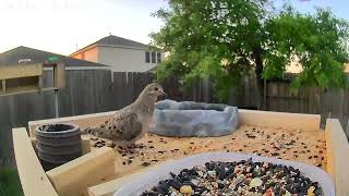 Willy's Garden 041424 'The New Morning Dove'