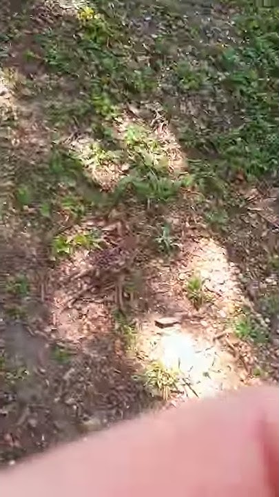 Clicking Noise In Trees At Night Critters in the backyard series - clicking noise from the trees. - YouTube