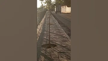 اللهم ممن دعاك فاجبته وتضرع اليك فرحمته فاعطيته وتوكل عليك فكفيته والى حول دارك 