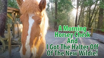 Lets Go On A Quick Horsey Check And I Got That Halter Off Of The Wildie