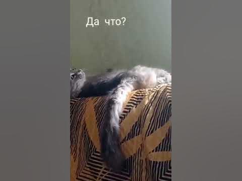 НЕДОВОЛЬНЫЙ КОТ - YouTube