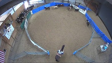 Big Sky Ranch Sorting Saddle Series #4 - #3 SORT - Round #1 - Ride #19