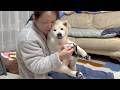 GW最終日で悲しみに暮れる母に特大のエールと癒しを送る最高の柴犬