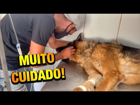 Vídeo: Como são tratados os cães de trenó?