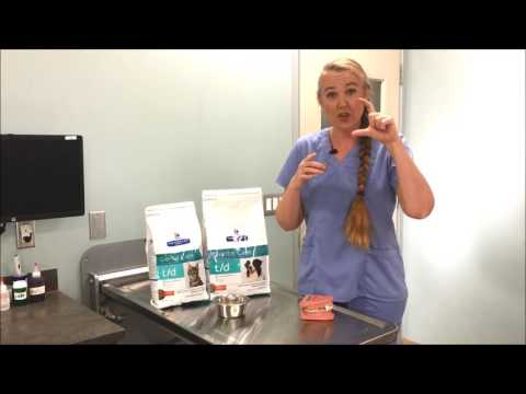 Hill's® Prescription Diet® t/d®: Learn how it works to protect your pets oral health