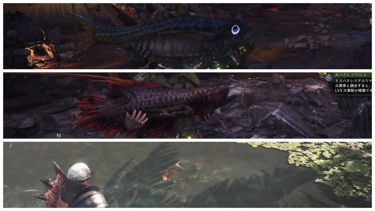 Mhw 巨大種魚類 大堅硬竹筴魚上等爆裂龍魚大火藥金魚 Youtube