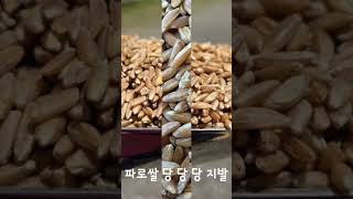 파로쌀 당에 창