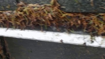 LeafFilter with Fir Needles