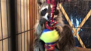 6 Baby Raccoons playing with their NEWER toys! - Part 2 of 3  -  9/6/2020