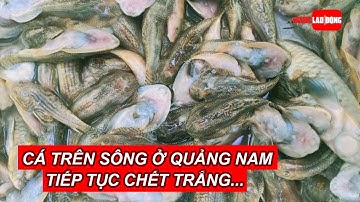 Cá trên sông ở Quảng Nam tiếp tục chết trắng, nghi bị đầu độc | Báo Người Lao Động