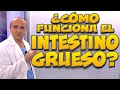 INTESTINO GRUESO, ¿cómo funciona? - Cuerpo Humano #11