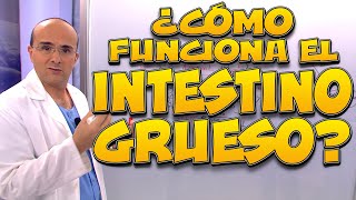 INTESTINO GRUESO, ¿cómo funciona? - Cuerpo Humano #11