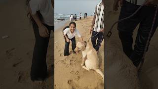 playing with dog at beach #beach #dog #animals #pets #dogsandhumans #viral #telugu