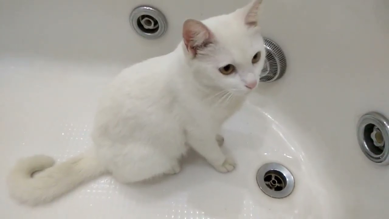 Bông Bông mèo Anh sống ở Sài Gòn#cssaigonvn# thucung