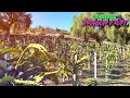 WALLACE RANCH Dragon Fruit Farm MEGA TOUR with NEVA DAY and JULIO ROBLES / Over 1 HOUR of DF POWER