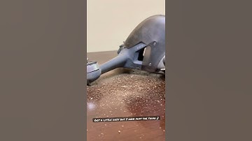 DJI FPV - Jurassic Park Crash