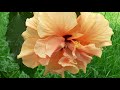 Double Peach Hibiscus Flower