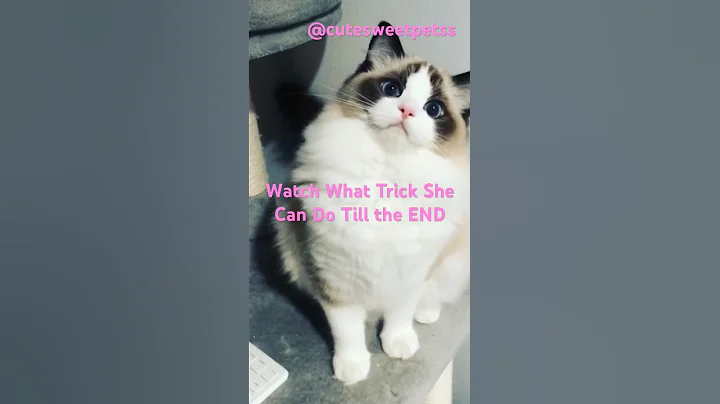 Video 11367331: cat kitten pet dog, cat kitten cute pets, cat kitten pets funny, cat dog playing