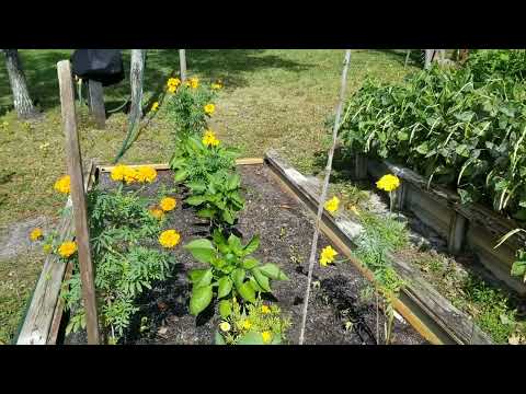 Video: Goudsbloemplanten en plagen: hoe helpen goudsbloemen een tuin?