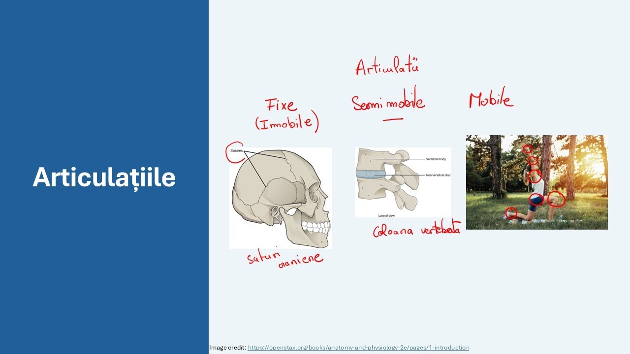 Articulațiile  - Admitere la medicină