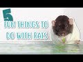🐭 5 FUN THINGS TO DO WITH RATS 🐭
