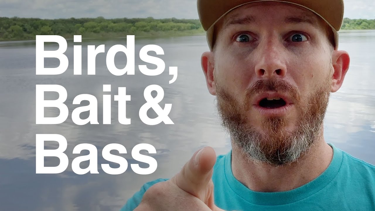 Locate Schools of White Bass (Sand Bass) Without a Fish Finder