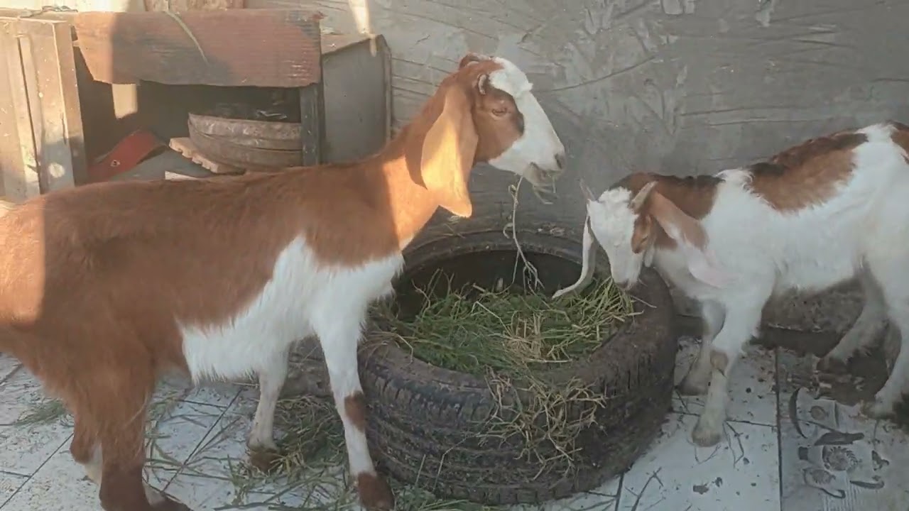 ،اللي عايز يربي معيز يا رب ما يخافش