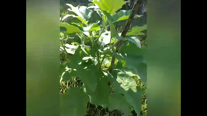 1st eggplant harvest