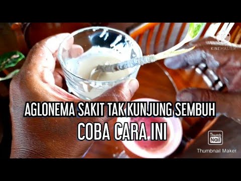 CARA MENGATASI AGLONEMA YG TAK KUNJUNG SEMBUH 