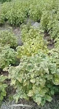 Nilam pake Eco Farming,  meningkatkan produksi minyak dan mempercepat masa panen
