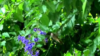 Ruby-Throated Hummingbird-30Oct2015 Santa Ana, El Salvador.