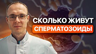 Сколько живут сперматозоиды. Врач уролог-андролог. Москва