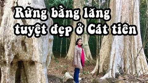 Những cây bằng lăng cổ thụ tuyệt đẹp ở Vườn quốc gia Cát tiên